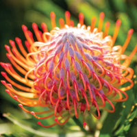 Leucospermum Flower Seeds for Planting 100 pcs