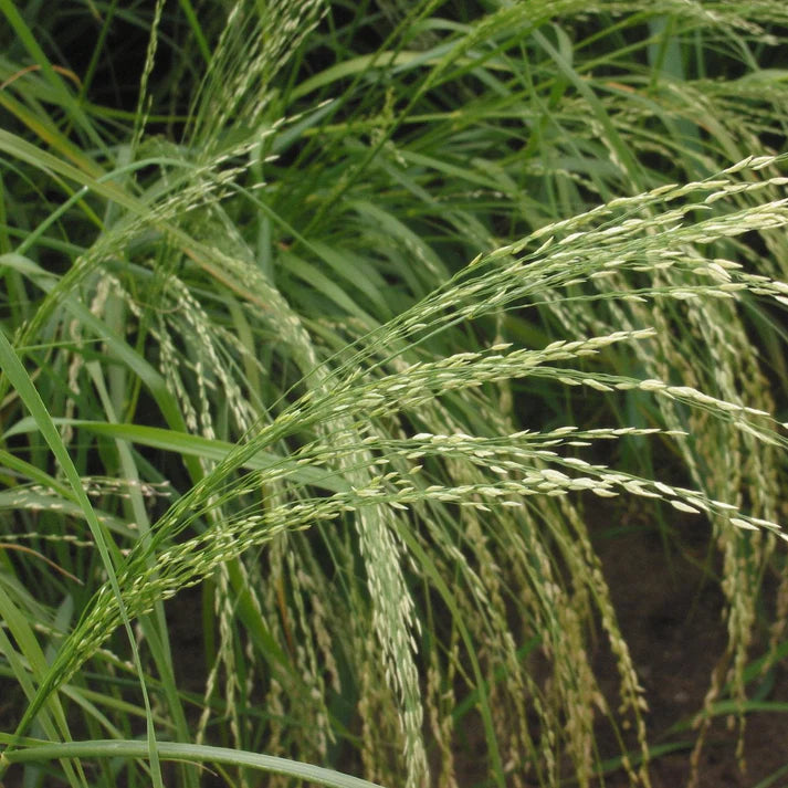 Teff (Eragrostis Tef) Herb Seeds