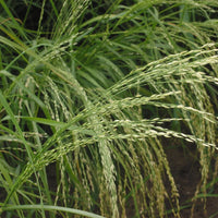 Teff (Eragrostis Tef) Herb Seeds
