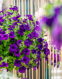 Purple Trailing Petunia Flower Seeds for Planting – Cascading, Fast-Growing, Hanging Basket Blooms