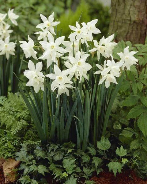 Heirloom Non-GMO Narcissus Flower Seeds for Planting – Spring Bloom Seeds