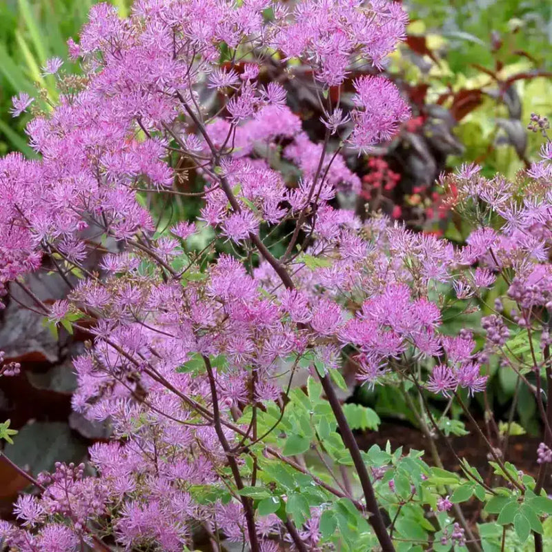 Meadow-Rue Flower Seeds Heirloom Non GMO Planting - NON GMO Seeds