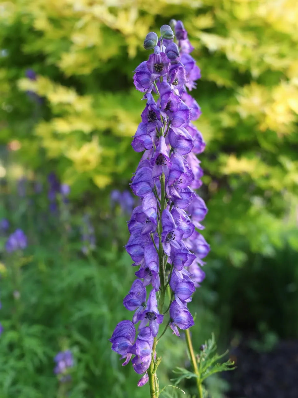 Heirloom Blue Aconitum Napellus Flower Seeds for Planting, Non-GMO