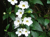 White Thunbergia Flower Seeds – Heirloom Non-GMO Seeds for Climbing and Decorative Garden Planting