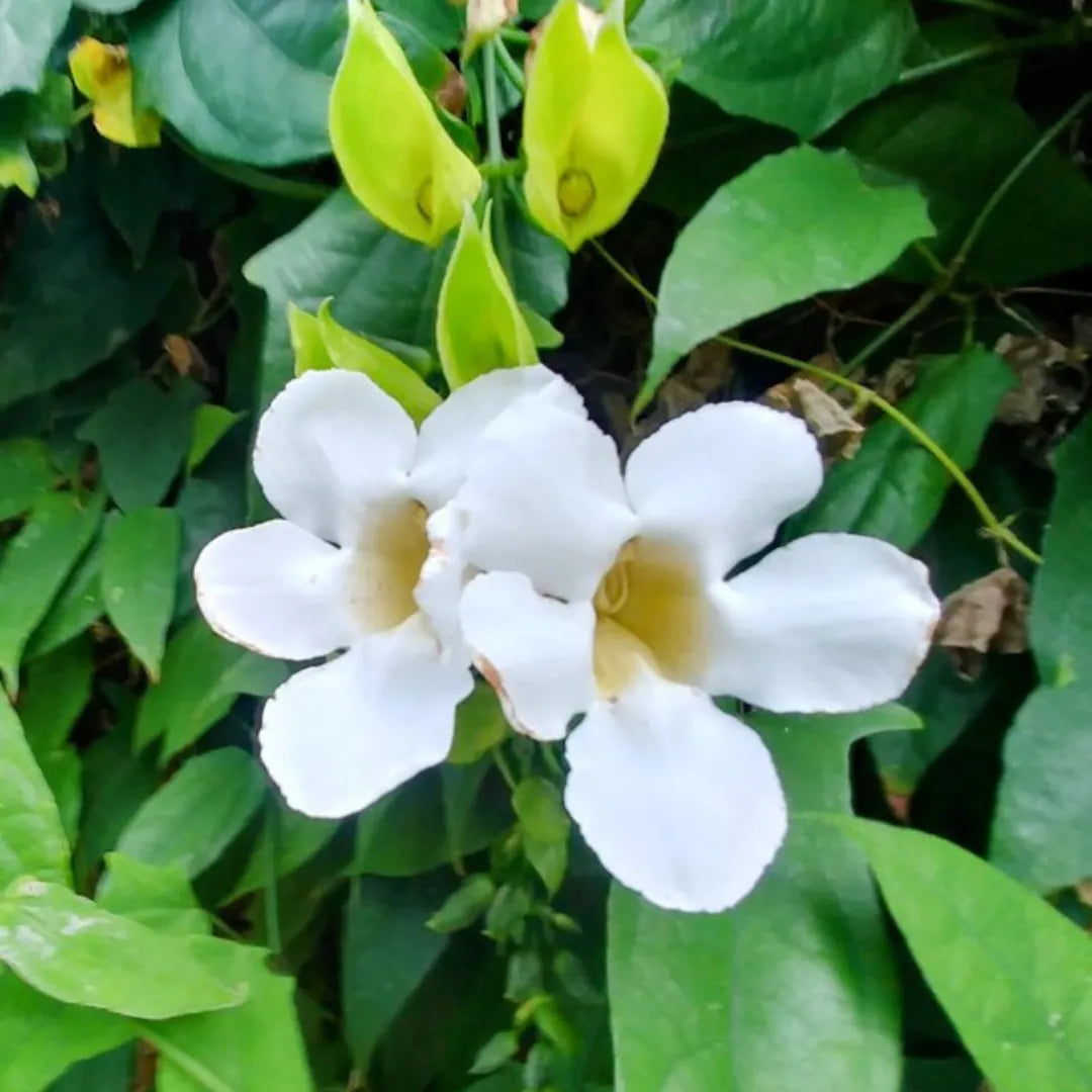 White Thunbergia Flower Seeds – Heirloom Non-GMO Seeds for Climbing and Decorative Garden Planting