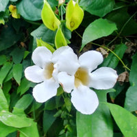 White Thunbergia Flower Seeds – Heirloom Non-GMO Seeds for Climbing and Decorative Garden Planting