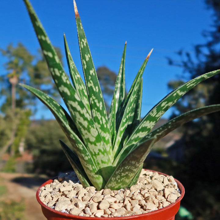 Green Aloe Variegata Plant Seeds for Planting - 100 pcs