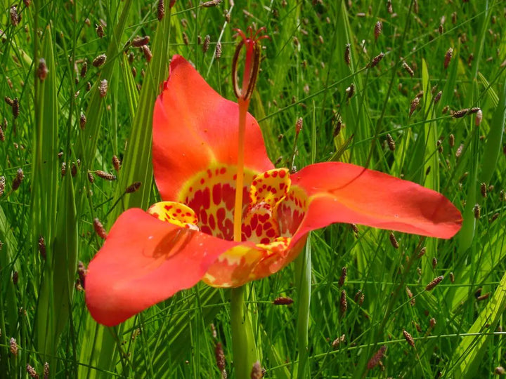 Red Tigridia Pavonia Flower Seeds for Planting, NON GMO Seeds