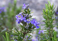 Tuscan Blue Rosemary Herb Seeds for Planting, Heirloom & Non-GMO