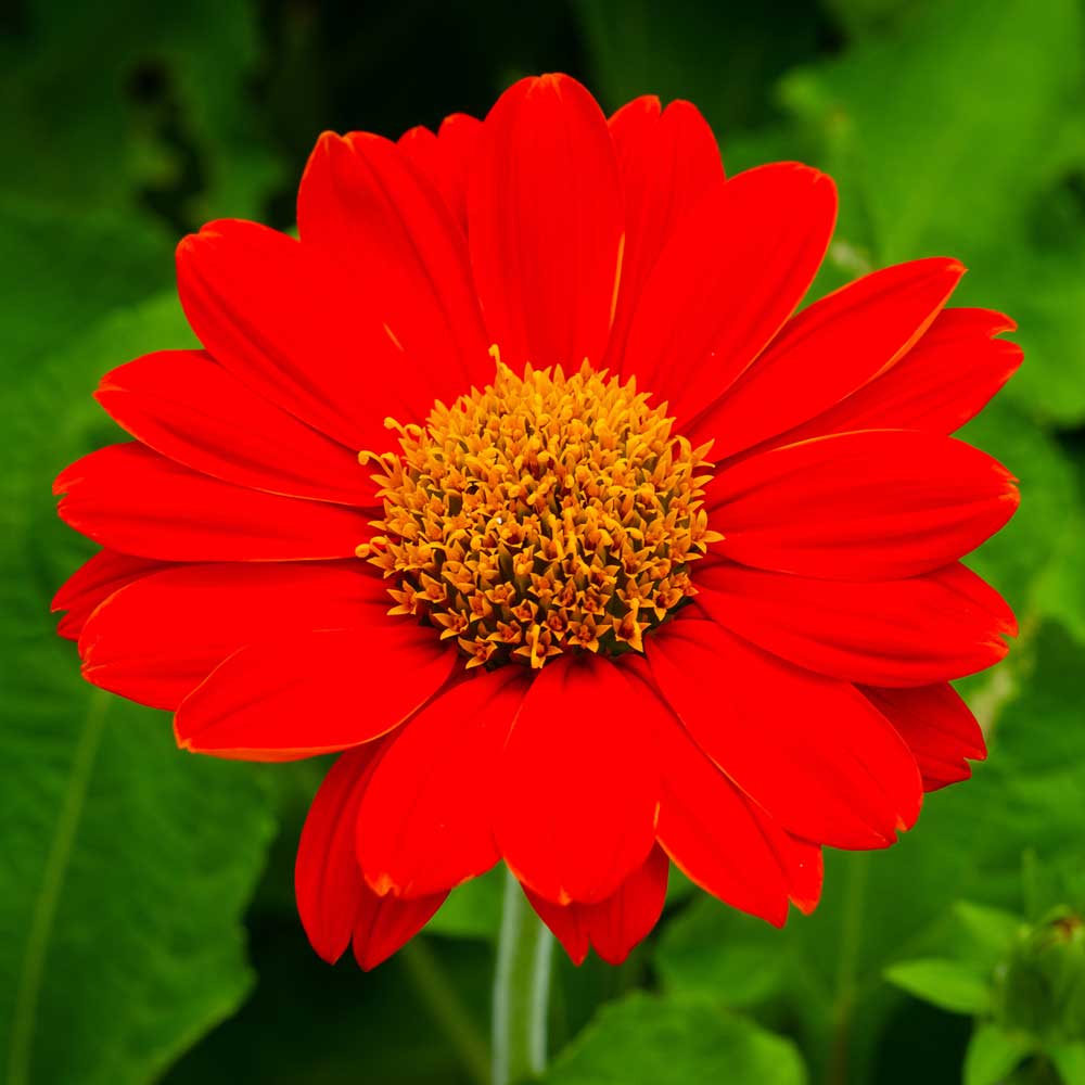 Heirloom Non-GMO Menzies Burnet Flower Seeds for Planting – Hardy Pollinator Blooms - Non-GMO for planting in home garden