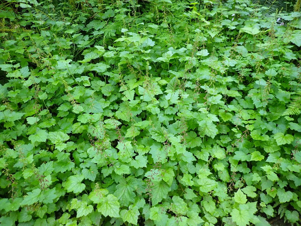 Piggyback Plant Flower Seeds for Planting non GMO Seeds
