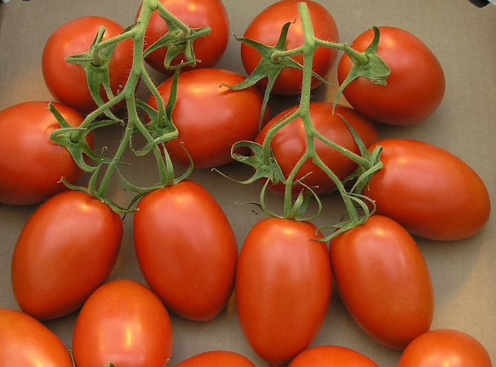 Roma VF Tomato Vegetable Seeds for Planting - Heirloom & Non-GMO Garden Seeds