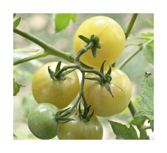 Snow White Cherry Tomato Seeds