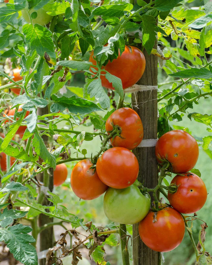 Virginia Sweets Tomato Vegetable Seeds
