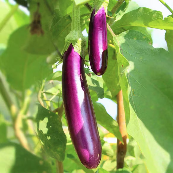 Purple Eggplant Sweet Vegetable Seeds for Planting - Heirloom and Non-GMO Garden Seeds