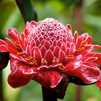 Ginger Etlingera Elatior Flower Seeds for Planting -Hierloom Flower Seeds
