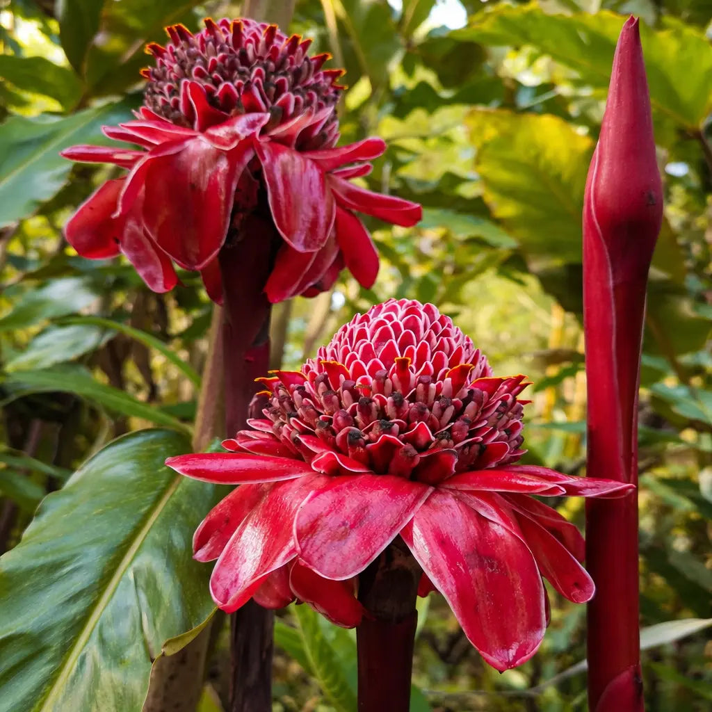 Red Green Torch Ginger Plant Seeds for Planting - NON GMO Seeds