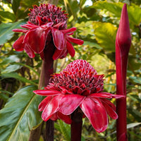 Red Green Torch Ginger Plant Seeds for Planting - NON GMO Seeds
