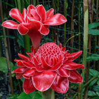 Ginger Etlingera Elatior Flower Seeds for Planting -Hierloom Flower Seeds