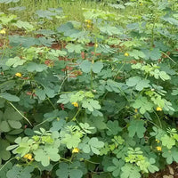 Semen Cassiae Flower Seeds for Planting Herbal Blooming Seeds, Medicinal Ornamental Plant