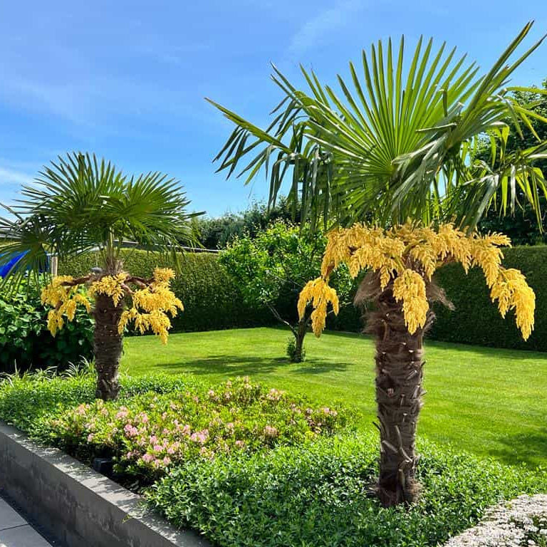 Heirloom Non-GMO Trachycarpus Flower Seeds for Planting – Tropical-Looking Hardy Palm Blooms