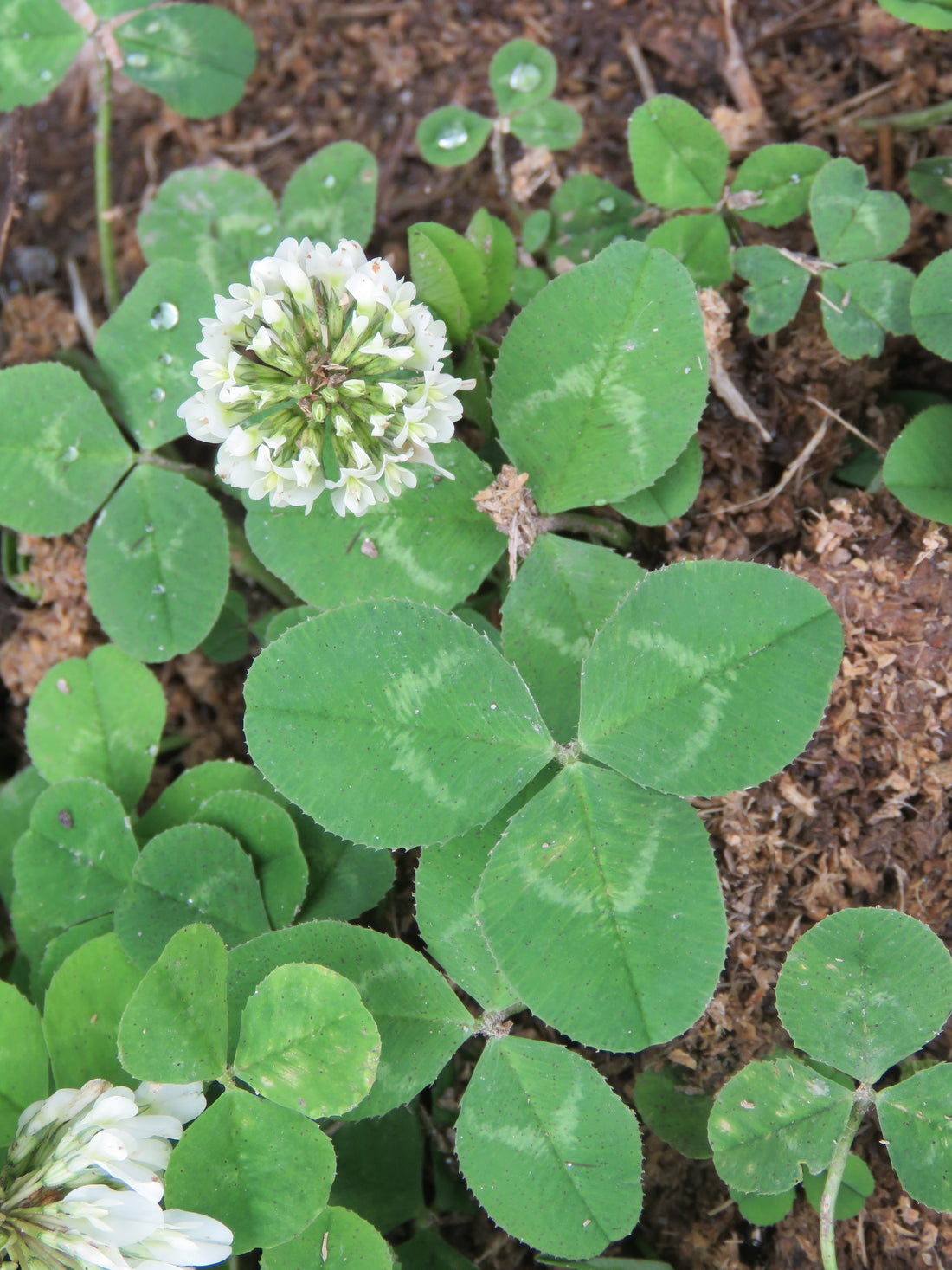 White Clover plants creating lush green ground cover with white flowers