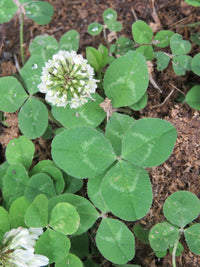 White Clover plants creating lush green ground cover with white flowers