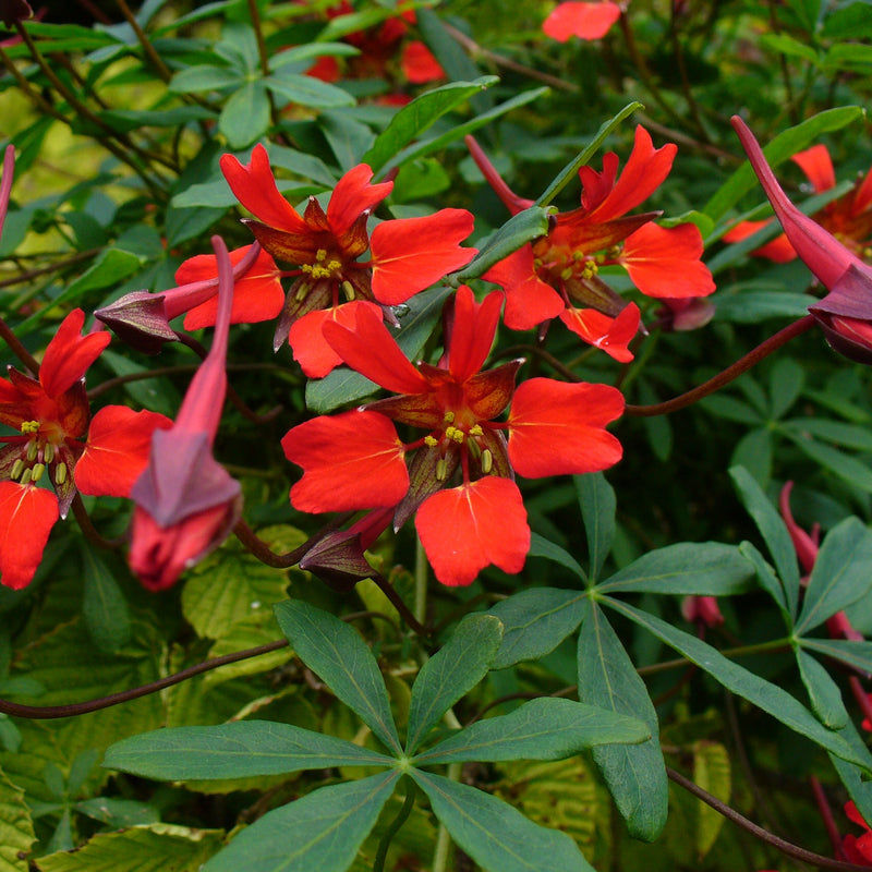 Heirloom Scottish Flame Flower Seeds for Planting, Non-GMO