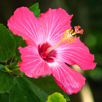 Heirloom Non-GMO Thick Pink Hibiscus Flower Seeds ƒ?? Lush Tropical Blooms for Garden Planting