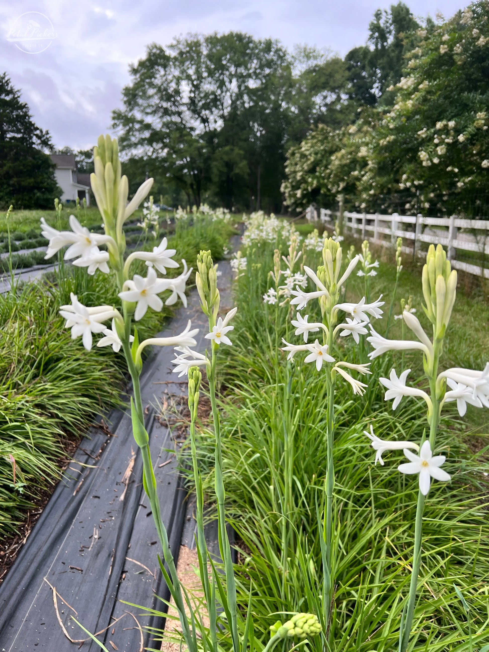 Tuberose Flower Seeds for Planting non gmo seeds -NON GMO Seeds