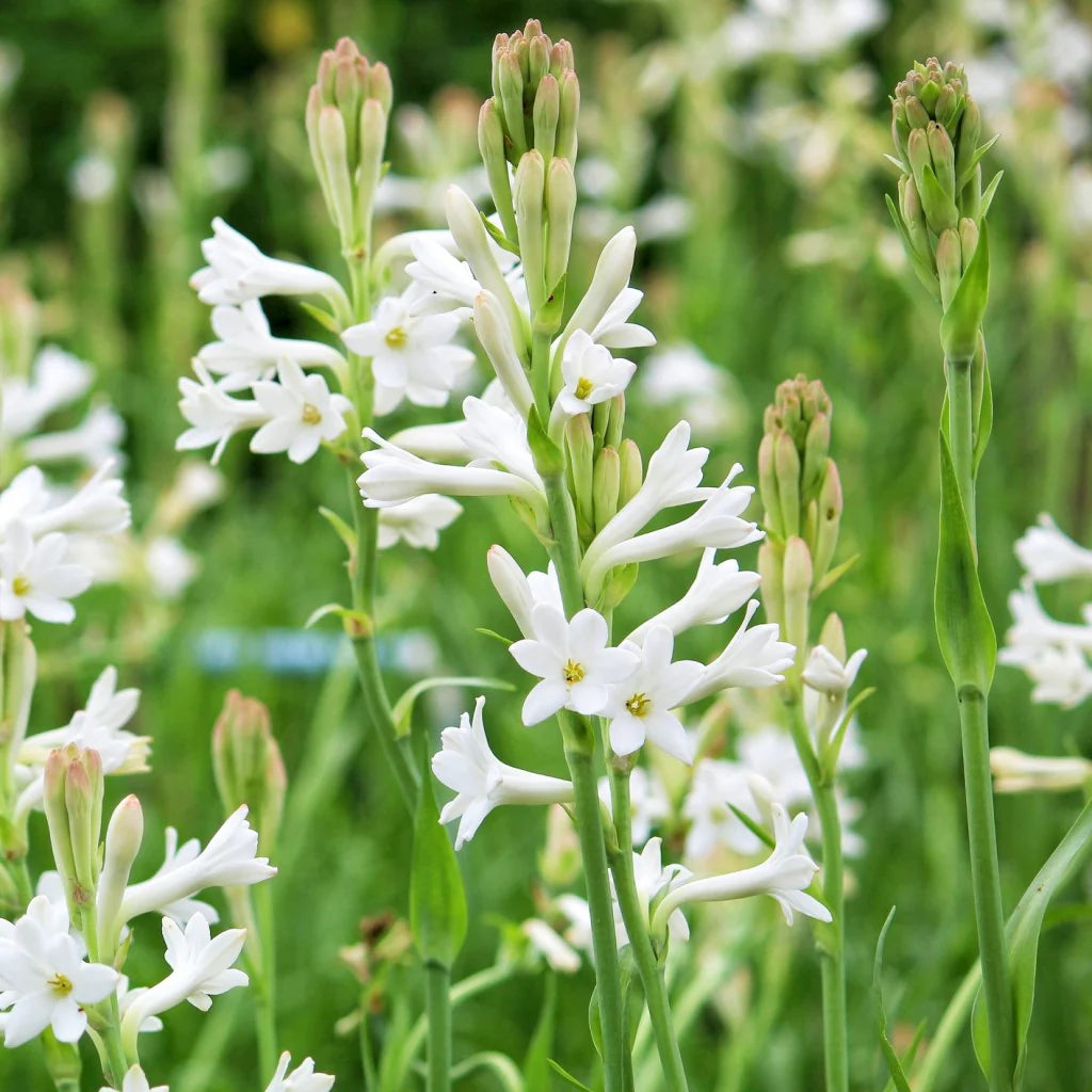 Tuberose Flower Seeds for Planting non gmo seeds -NON GMO Seeds