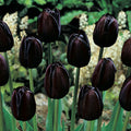 Black Tulip Flower Seeds for Planting â€“ Heirloom, Non-GMO, Unique Dark Blooms for planting in home garden