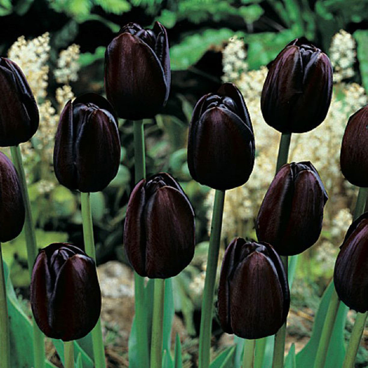 Black Tulip Flower Seeds for Planting â€“ Heirloom, Non-GMO, Unique Dark Blooms for planting in home garden