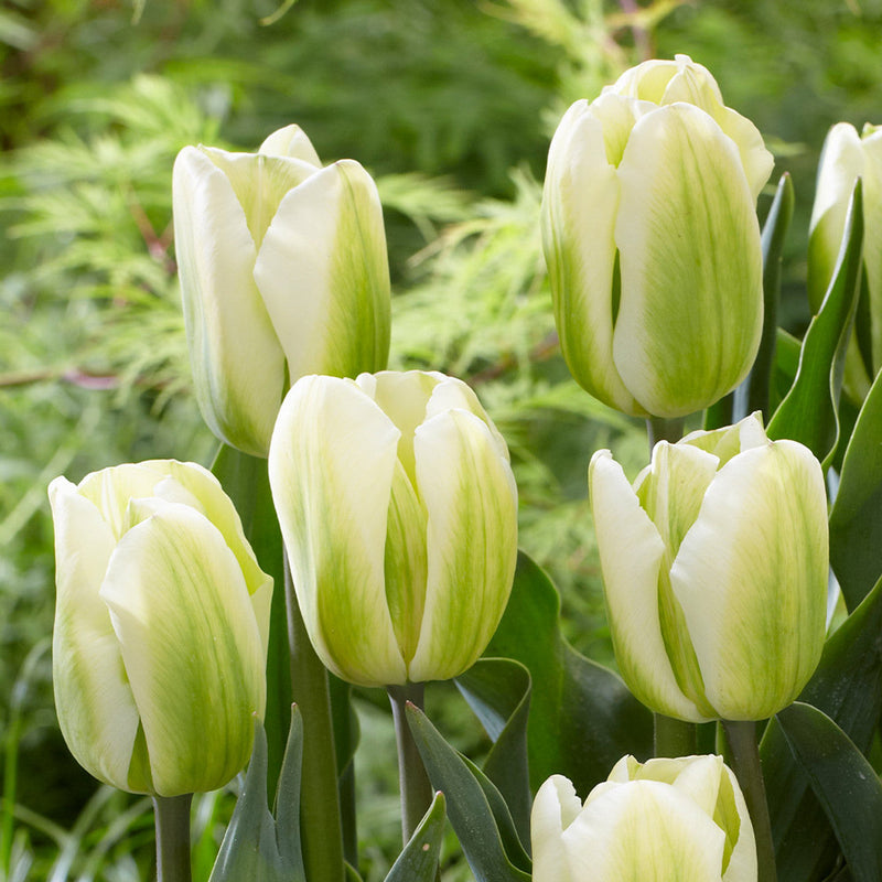 White (White scientific name) for planting in garden
