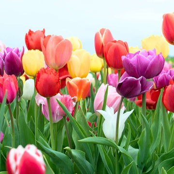 Tulip Bulbs Mix for Planting – Mixed Perennial Garden Flowers