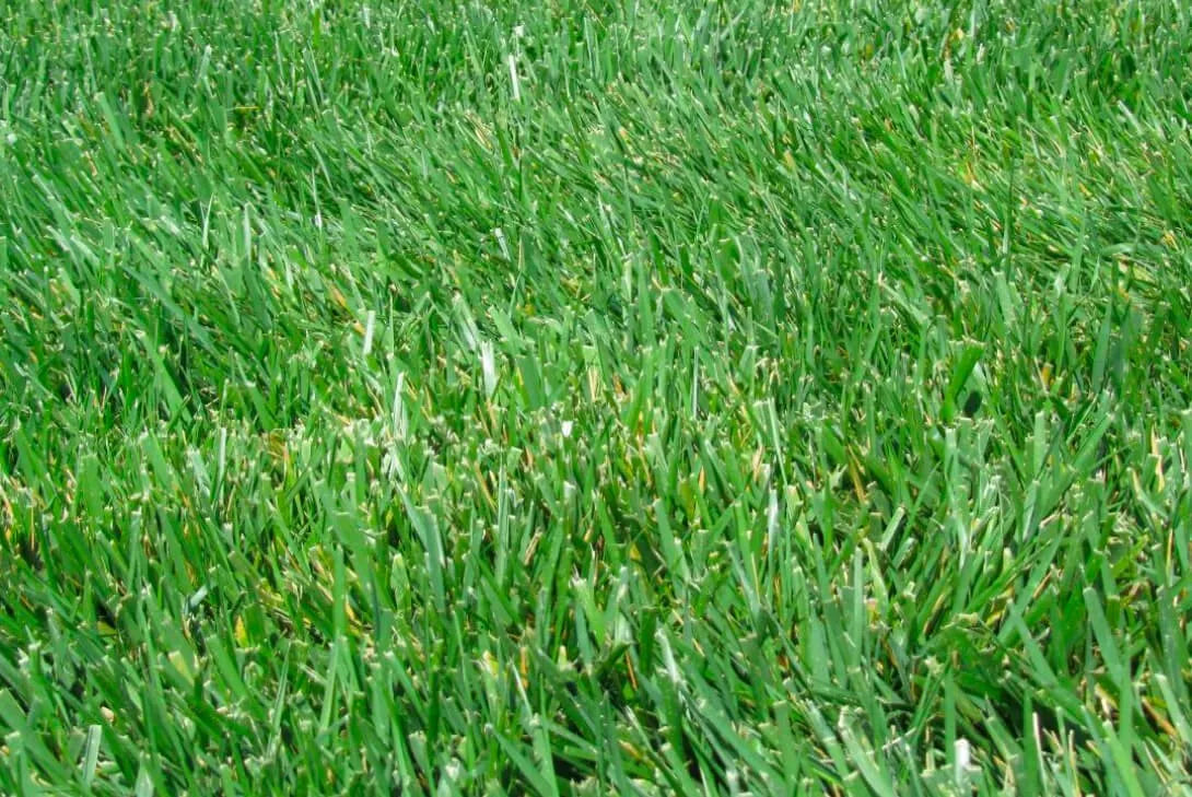 Scotts Turf Builder Grass Seed Northeast Mix