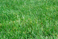 Scotts Turf Builder Grass Seed Northeast Mix