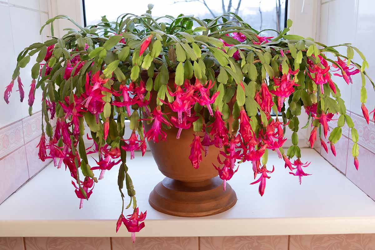 Heirloom Non-GMO Schlumbergera Flower Seeds for Planting – Ideal for Balcony Pots
