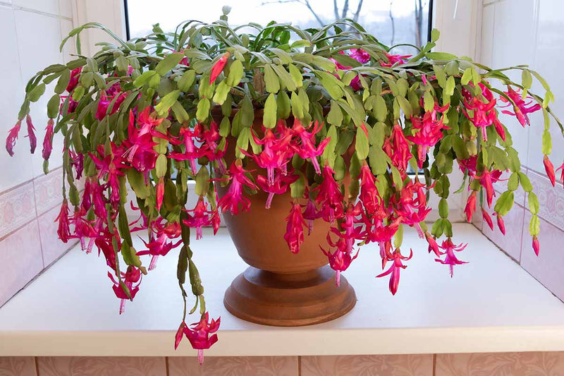 Heirloom Non-GMO Schlumbergera Flower Seeds for Planting – Ideal for Balcony Pots - Non-GMO for planting in home garden