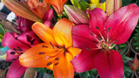 Hardy perennial Lily plants with green foliage