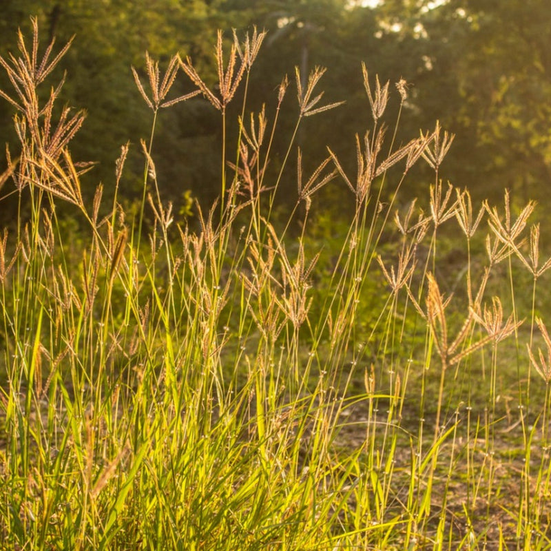 Grass with seed heads swaying in a field with a blurred background