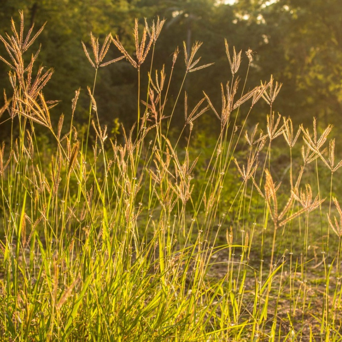Grass with seed heads swaying in a field with a blurred background