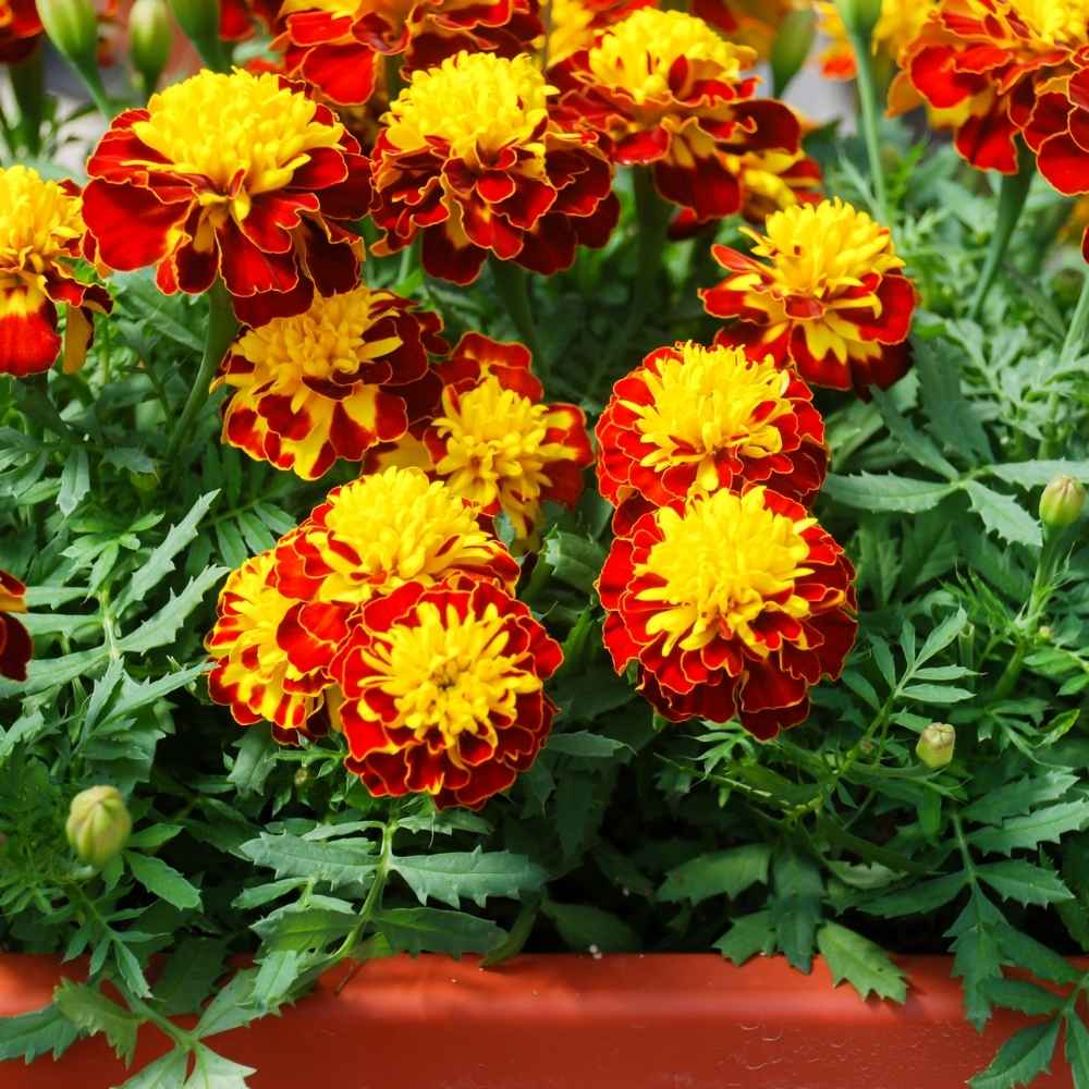Heirloom Mint Marigold Flower Seeds, Non-GMO Fragrant Blooms for Herb and Garden Planting