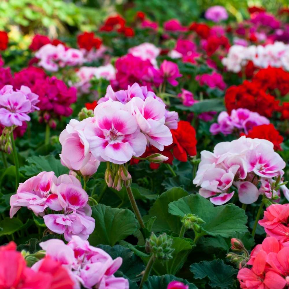Geranium Flowers Seeds Heirloom Non GMO Planting - 100 pcs