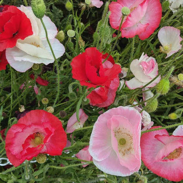 Oriental Poppy Mix flower seeds for colorful perennial garden blooms