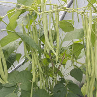 Runner Bean Pole Vegetable Seeds