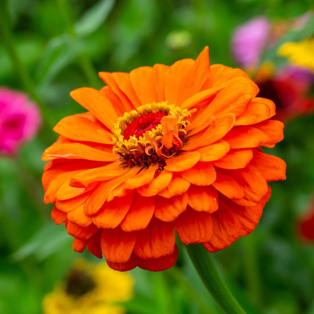 Orange Red Zinnia Flower Seeds for Planting – Vibrant Garden Blooms, Non-GMO, Heirloom Seeds