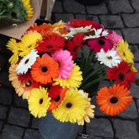 Gerbera Mixed Flower Seeds for Planting – Organic, Heirloom, Non-GMO Seeds