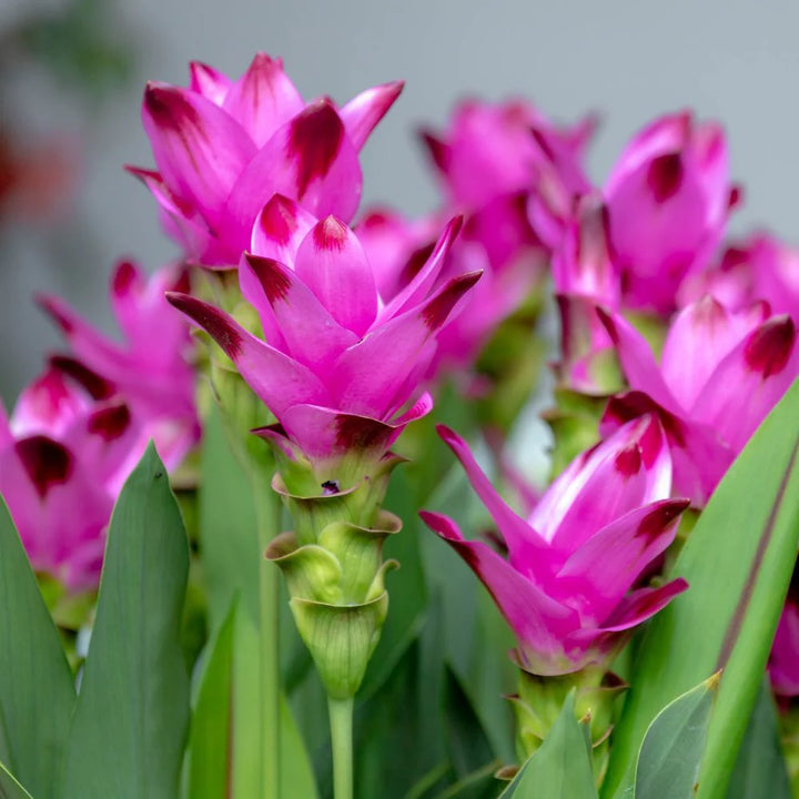 Rhizoma Curcuma Flower Seeds for Planting, Fresh, NON GMO Seeds