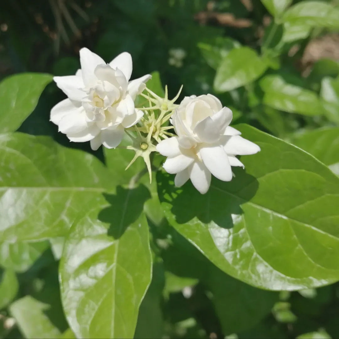 Arabian Jasmine (Jasminum sambac) Seeds for Planting – Heirloom & Non-GMO Flower Seeds